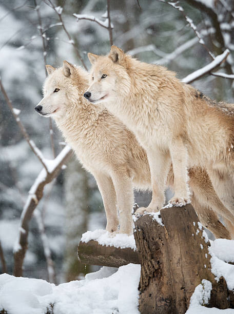 Plakat Arctic Wolves Pack in Wildlife, Winter Forest