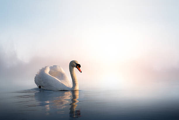 Plakat Art Swan on the water at sunrise