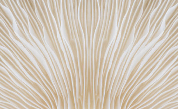 Plakat background macro image of Sajor-caju Mushroom