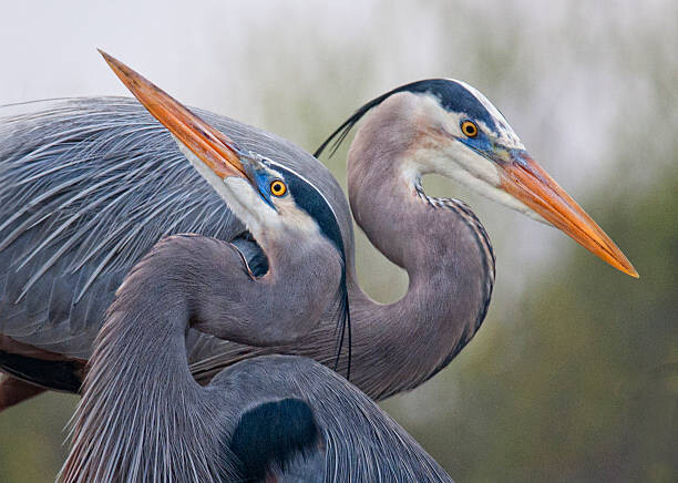 Plakat Blue Herons