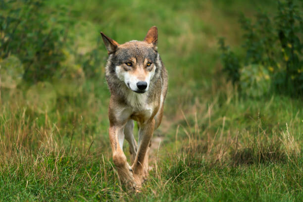 Plakat close up of a running wolf