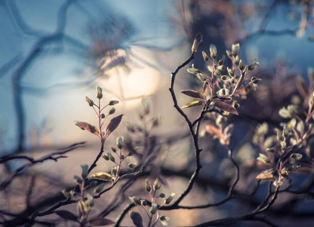 Plakat Close-up of flowering plant against sky,Bonn,Germany