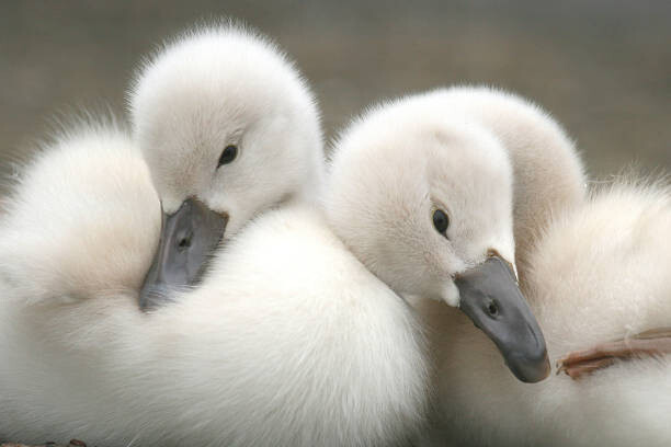 Plakat Close-up of geese,Japan