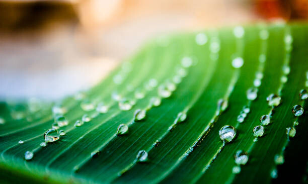 Plakat Close up of green leaf with water drops