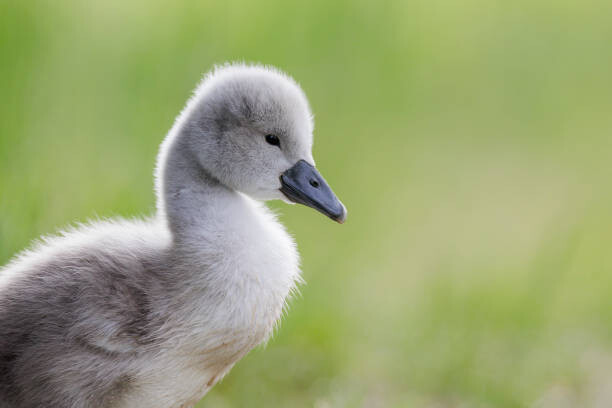 Plakat Close-up of swan