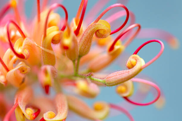 Plakat Closeup beautiful Banksia flower, background with