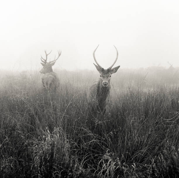 Plakat Deer  in foggy meadow, London,