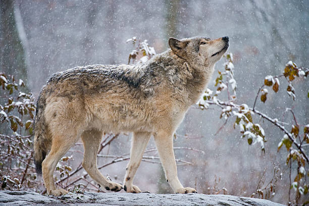 Plakat Easter gray wolf In winter