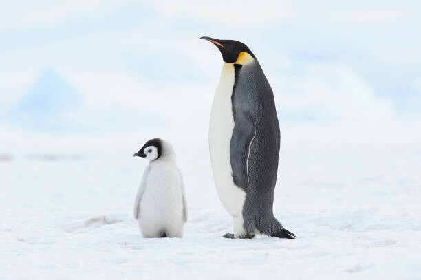 Plakat Emperor penguin , chick and adult.