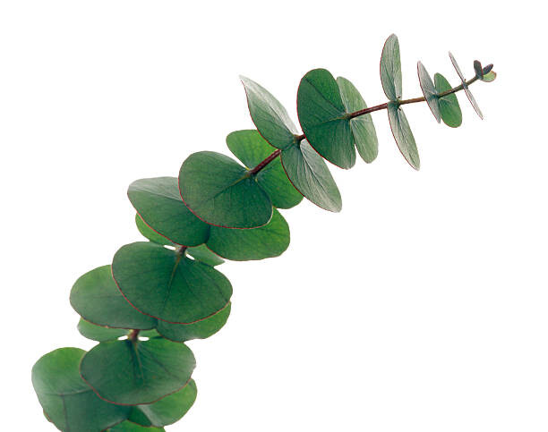 Plakat Eucalyptus leaves