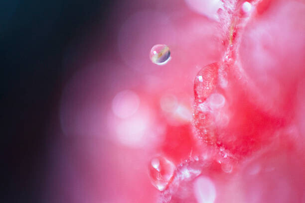 Plakat Extreme close-up of raspberry