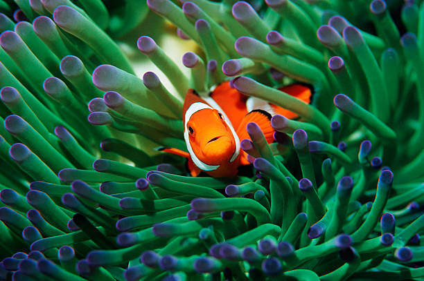 Plakat False clown anemonefish  sheltering in