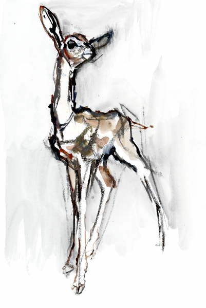 Plakat Gerenuk fawn, Sarara, 2018,