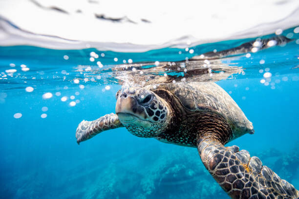 Plakat Green turtle at the water surface