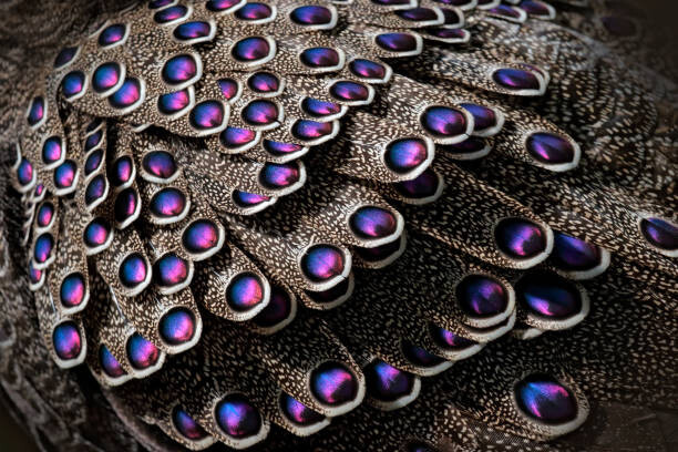 Plakat Grey peacock-pheasant, Polyplectron bicalcaratum, close-up detail