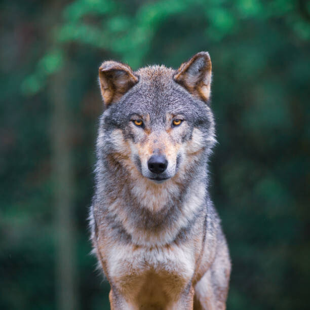 Plakat Grey wolf looking straight in