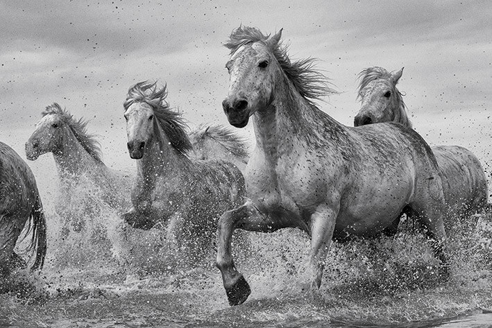 Plakat Hästar - Camargue Horses