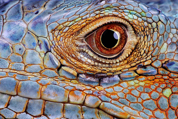 Plakat Iguana (Iguana iguana) eye, close-up