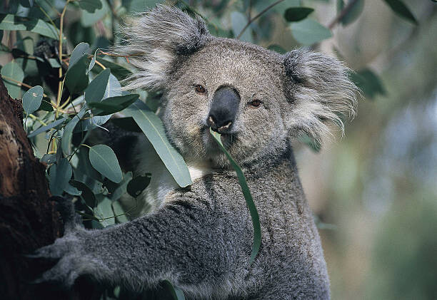 Plakat Koala eating gum leaves