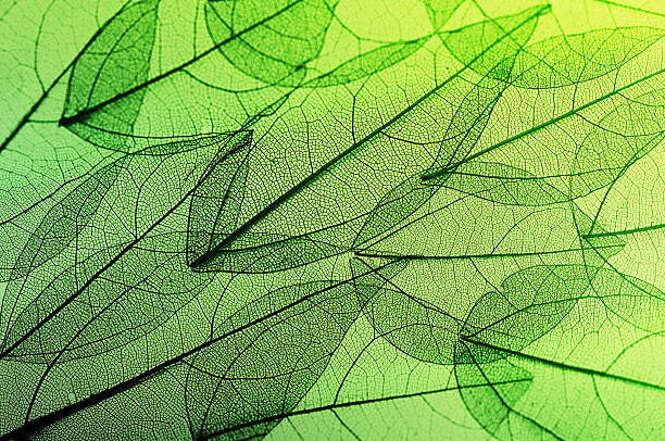 Plakat leaves skeleton background