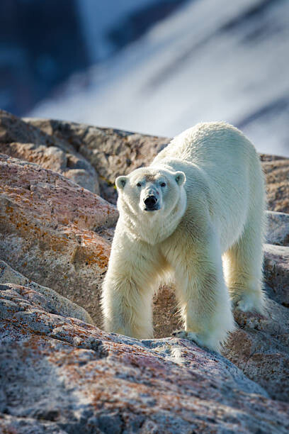 Plakat Male Polar Bear