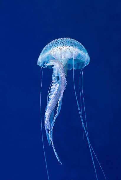 Plakat MAUVE STINGER