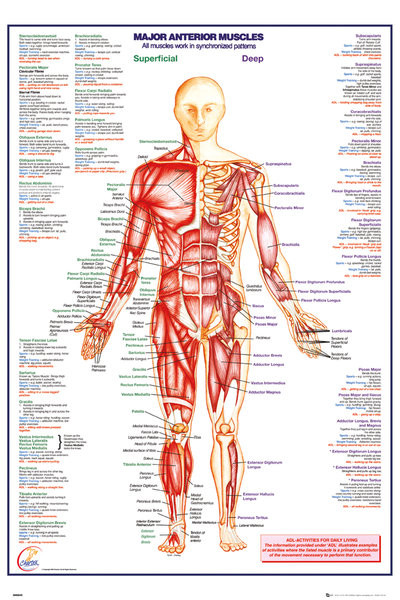 Menneskelige Krop - Anterior Muscles Plakat, Poster på Europosters