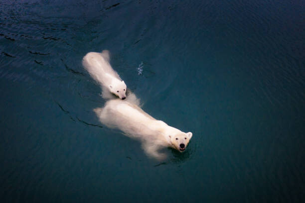 Plakat Mom and cub Polar bears swimming at Spitsbergen