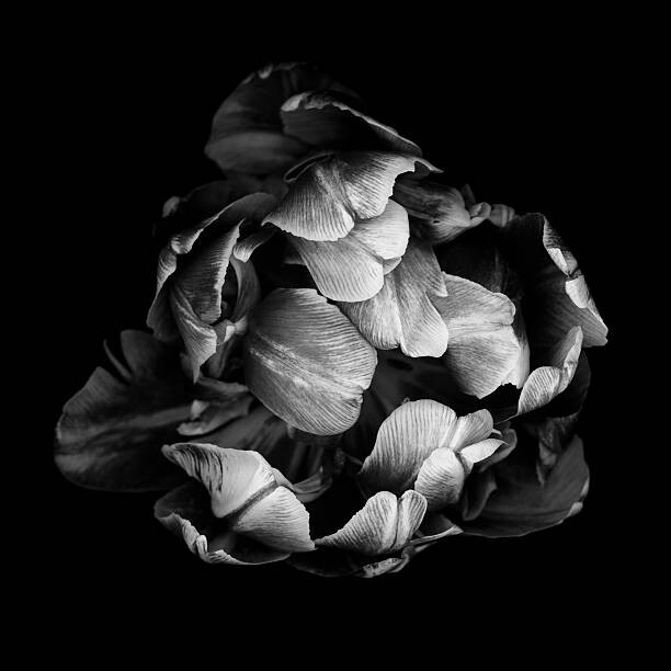 Plakat Monochrome double tulip isolated against a