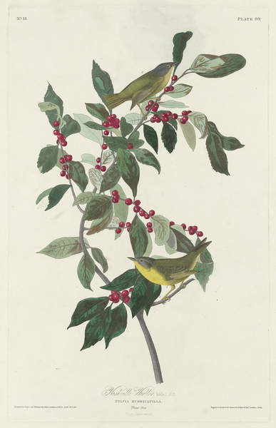 Plakat Nashville Warbler, 1830