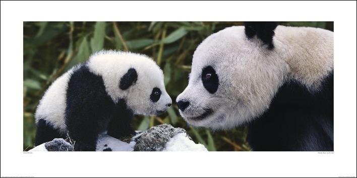 Panda - Steve Bloom Kunsttryk