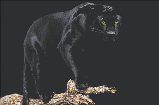 Panther - black Plakat, Poster online på