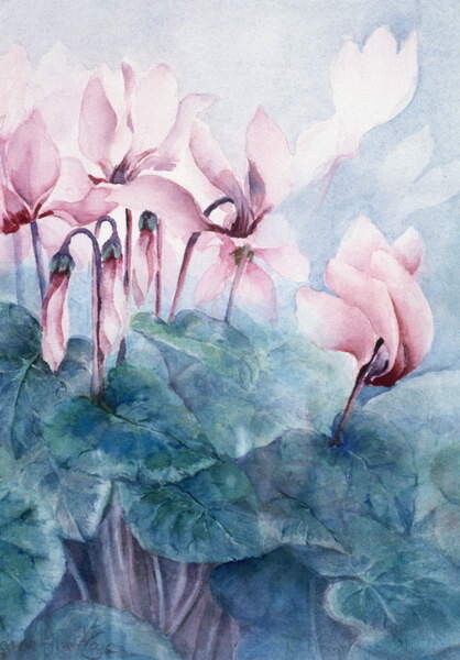 Plakat Pink Cyclamen Pseudibericum