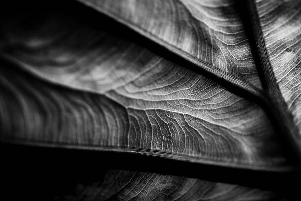 Plakat Plant leaf detail