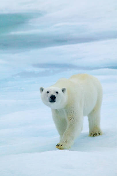 Plakat Polar Bear on Sea Ice, Sniffing the Air