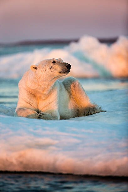 Plakat Polar Bear Resting on Sea Ice, Nunavut, Canada