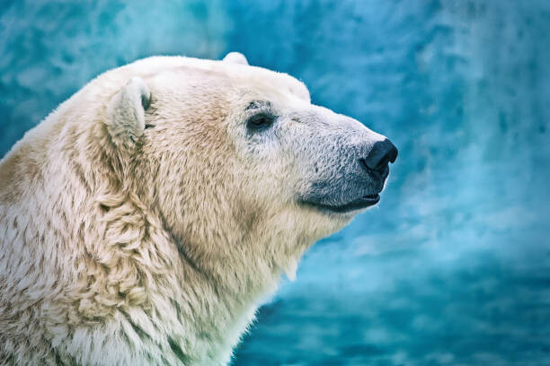 Plakat Portrait of large white bear. Male