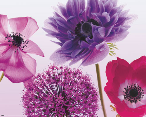 Purple summer Plakat