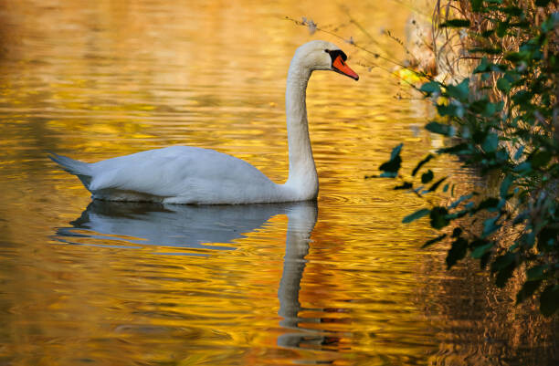 Plakat Side view of swan swimming in lake