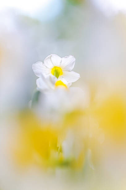 Plakat Spring Festival III