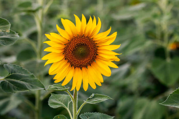 Plakat Sunflower natural background. Sunflower blooming. Close-up