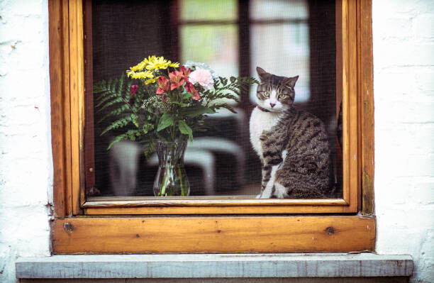 Plakat Tabby cat and bouquet flowers through a window