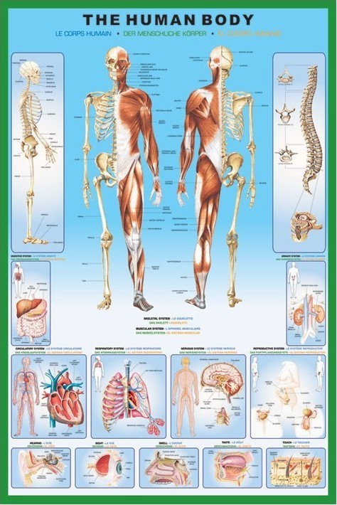 Plakat The human body
