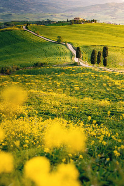 Plakat Tuscany, springtime in the afternoon. Path,