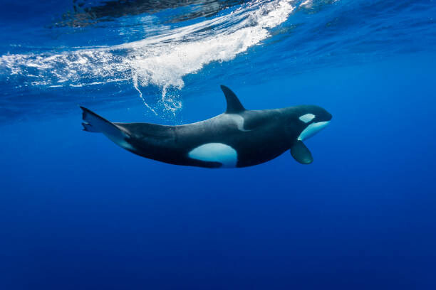 Plakat Underwater view of a female orca