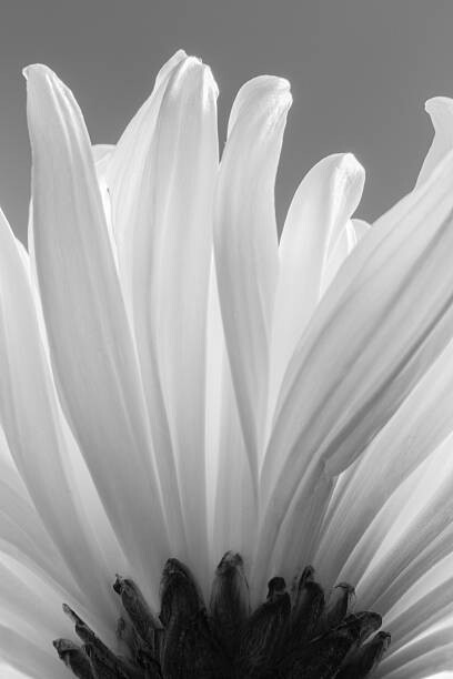 Plakat white chrysanthemum bw