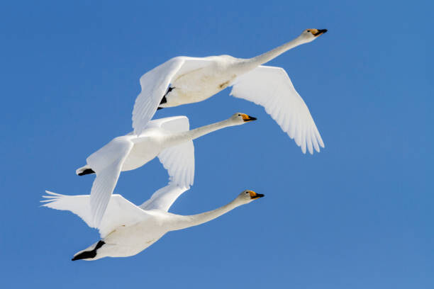 Plakat Whooper swans flying in blue sky