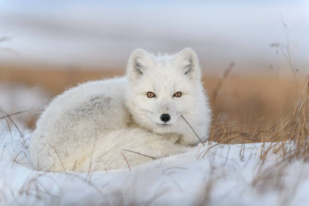 Plakat Wild arctic fox  in tundra
