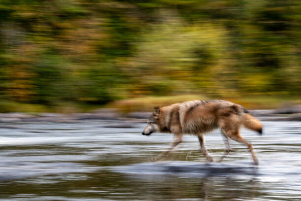 Plakat Wolf in the USA