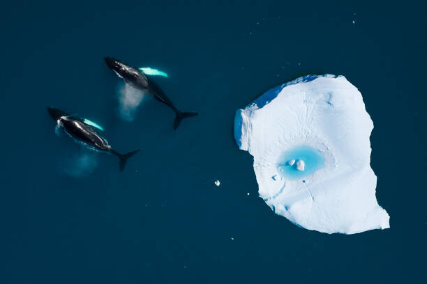 Plakát aerial view of whales swimming among icebergs
